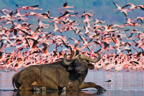 Lake-Nakuru Lake-Nakuru