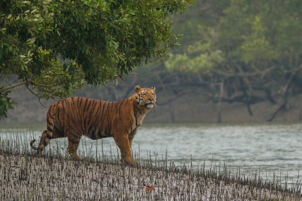 SundarbanTiger